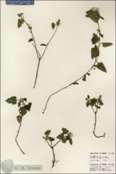 URN_catalog_HBHinton_herbarium_23895.jpg.jpg