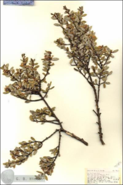 URN_catalog_HBHinton_herbarium_18574.jpg.jpg