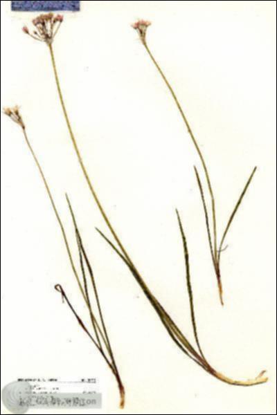 URN_catalog_HBHinton_herbarium_20725.jpg.jpg