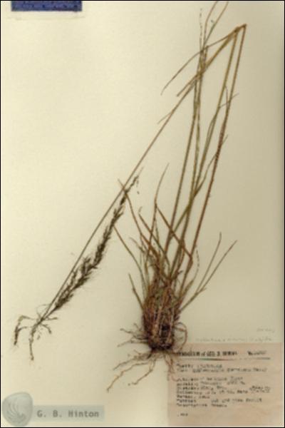 URN_catalog_HBHinton_herbarium_14803.jpg.jpg