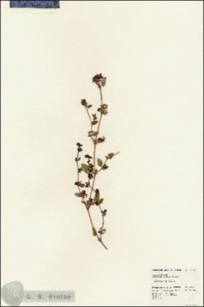 URN_catalog_HBHinton_herbarium_24857.jpg.jpg