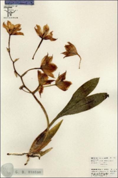 URN_catalog_HBHinton_herbarium_26608.jpg.jpg