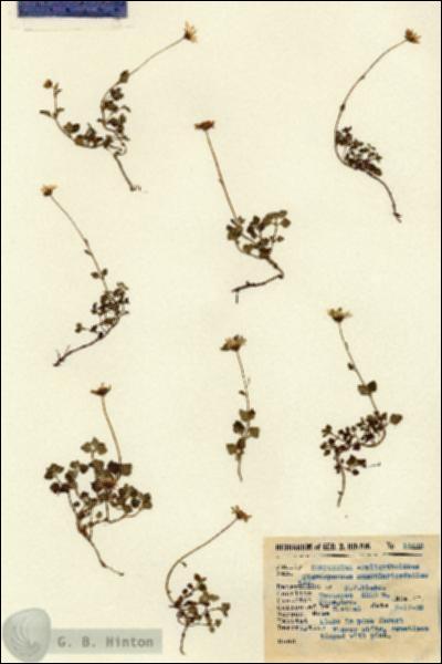 URN_catalog_HBHinton_herbarium_14449.jpg.jpg
