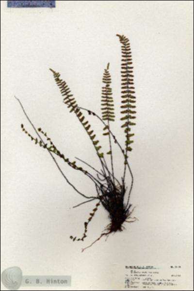 URN_catalog_HBHinton_herbarium_21093.jpg.jpg