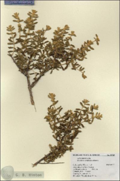 URN_catalog_HBHinton_herbarium_19769.jpg.jpg