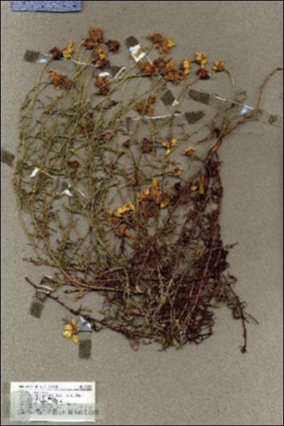 URN_catalog_HBHinton_herbarium_19229.jpg.jpg