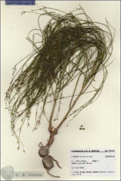 URN_catalog_HBHinton_herbarium_28456.jpg.jpg
