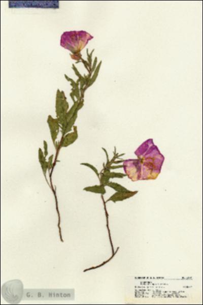 URN_catalog_HBHinton_herbarium_21191.jpg.jpg