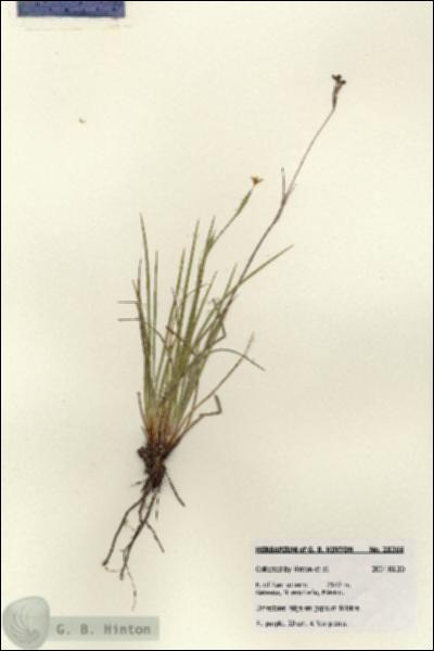 URN_catalog_HBHinton_herbarium_28266.jpg.jpg