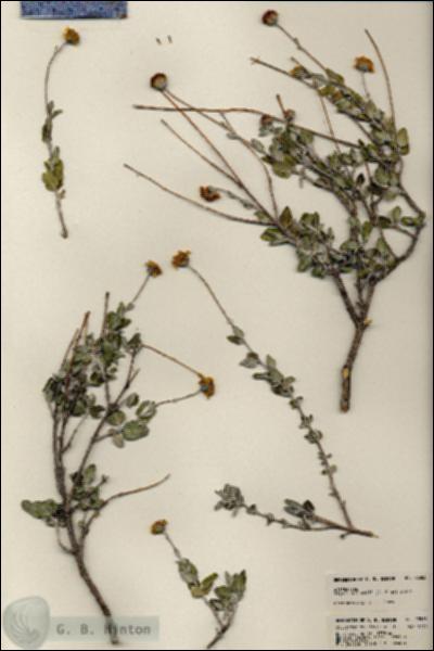 URN_catalog_HBHinton_herbarium_23583.jpg.jpg