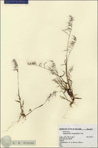 URN_catalog_HBHinton_herbarium_5277.jpg.jpg