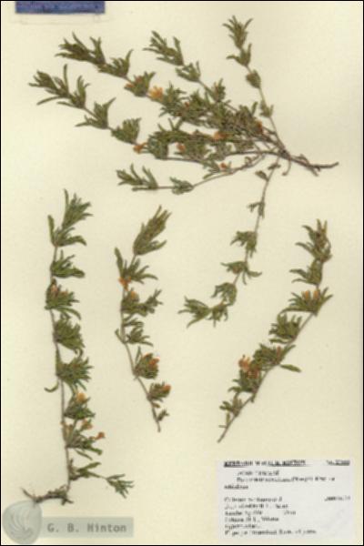 URN_catalog_HBHinton_herbarium_27568.jpg.jpg