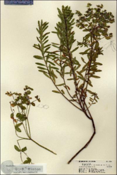 URN_catalog_HBHinton_herbarium_22253.jpg.jpg
