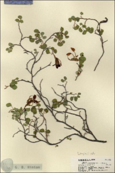 URN_catalog_HBHinton_herbarium_21992.jpg.jpg