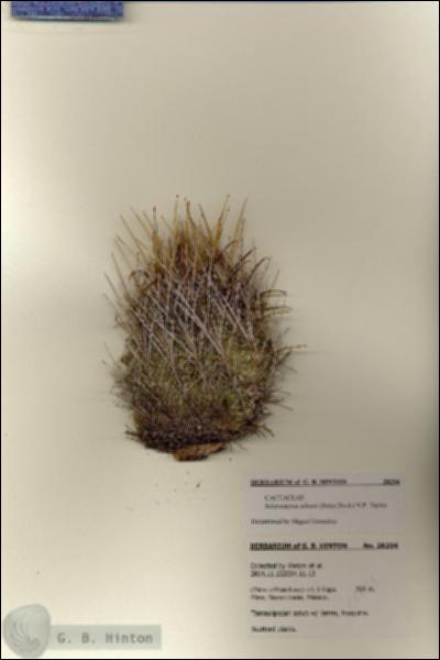 URN_catalog_HBHinton_herbarium_28294.jpg.jpg