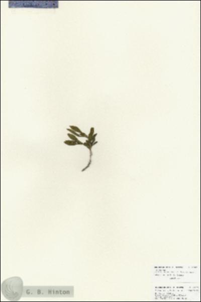 URN_catalog_HBHinton_herbarium_25966.jpg.jpg