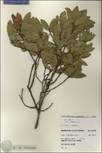 URN_catalog_HBHinton_herbarium_27976.jpg.jpg