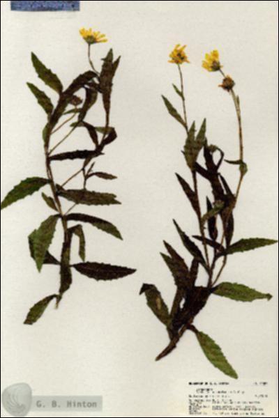 URN_catalog_HBHinton_herbarium_21087.jpg.jpg