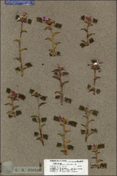 URN_catalog_HBHinton_herbarium_18284.jpg.jpg