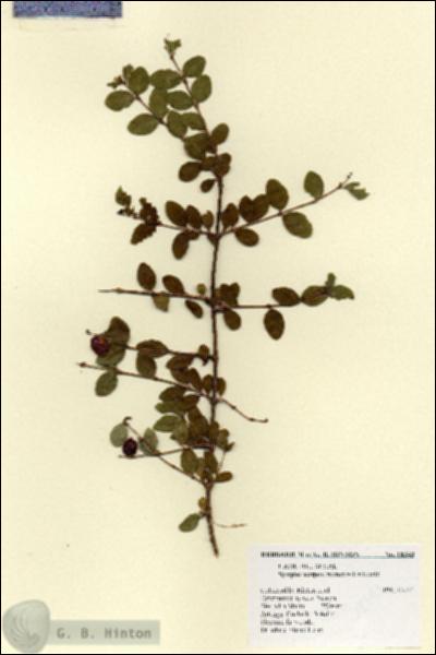 URN_catalog_HBHinton_herbarium_18343.jpg.jpg