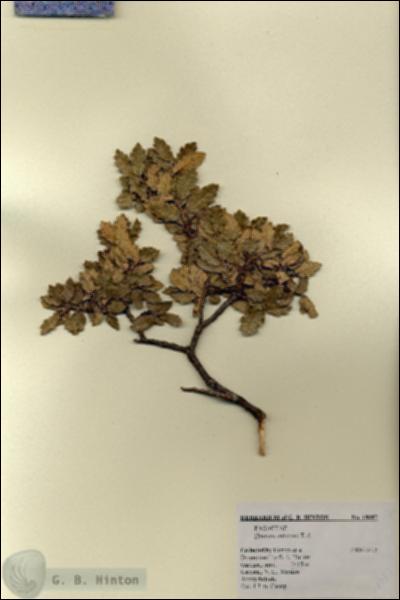 URN_catalog_HBHinton_herbarium_18087.jpg.jpg