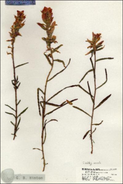 URN_catalog_HBHinton_herbarium_20301.jpg.jpg