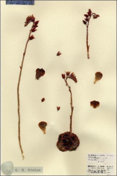 URN_catalog_HBHinton_herbarium_22780.jpg.jpg