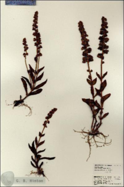 URN_catalog_HBHinton_herbarium_21695.jpg.jpg