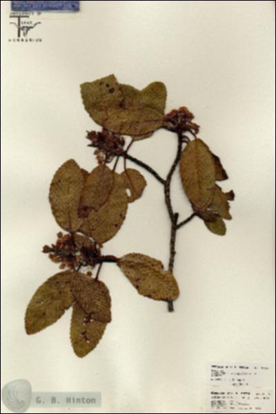 URN_catalog_HBHinton_herbarium_26096.jpg.jpg