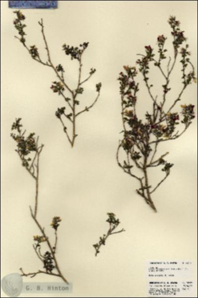 URN_catalog_HBHinton_herbarium_22779.jpg.jpg