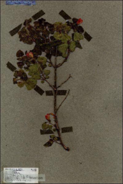 URN_catalog_HBHinton_herbarium_17572.jpg.jpg