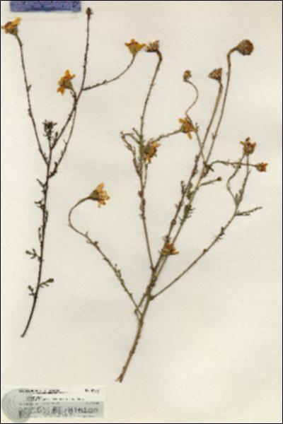 URN_catalog_HBHinton_herbarium_20883.jpg.jpg