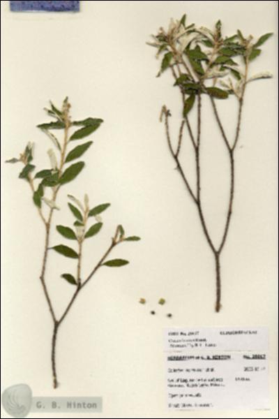 URN_catalog_HBHinton_herbarium_28017.jpg.jpg
