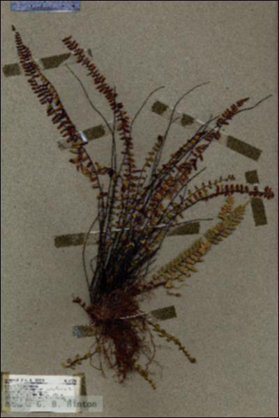 URN_catalog_HBHinton_herbarium_17374.jpg.jpg