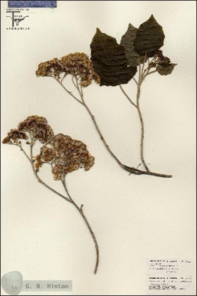 URN_catalog_HBHinton_herbarium_26223.jpg.jpg
