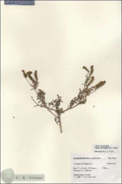 URN_catalog_HBHinton_herbarium_27204.jpg.jpg
