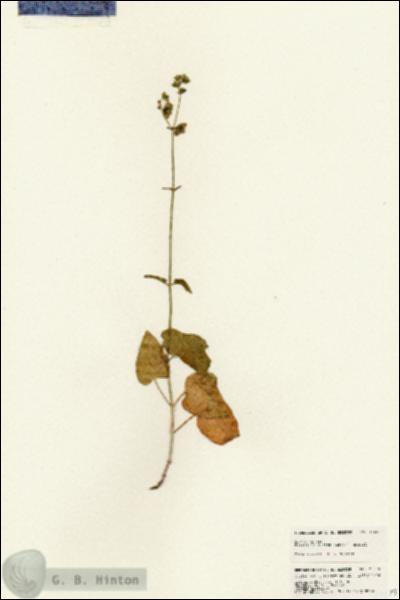 URN_catalog_HBHinton_herbarium_25679.jpg.jpg