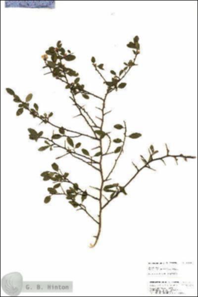 URN_catalog_HBHinton_herbarium_25166.jpg.jpg