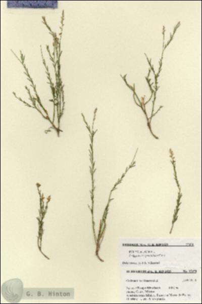 URN_catalog_HBHinton_herbarium_27470.jpg.jpg