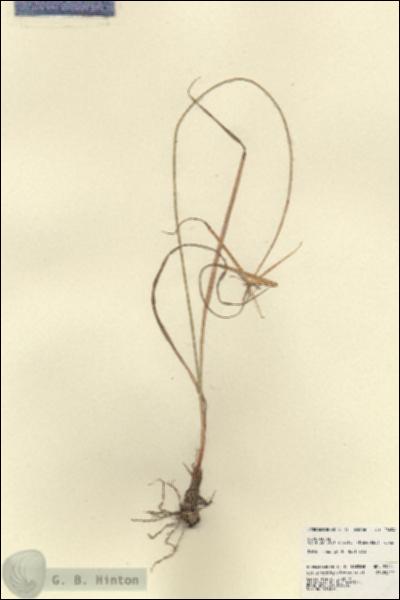 URN_catalog_HBHinton_herbarium_23454.jpg.jpg