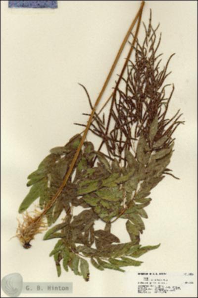 URN_catalog_HBHinton_herbarium_22242.jpg.jpg