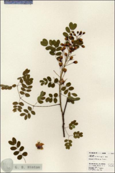 URN_catalog_HBHinton_herbarium_24177.jpg.jpg