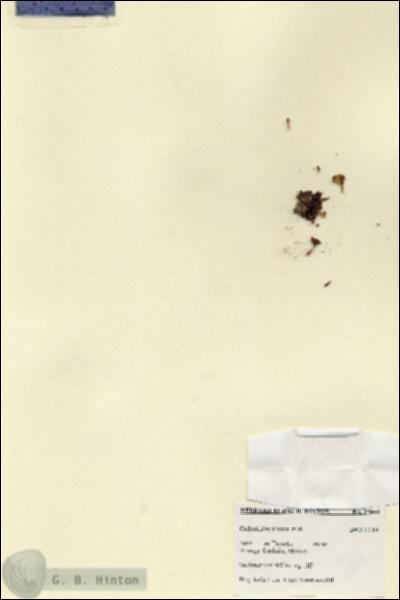 URN_catalog_HBHinton_herbarium_27804.jpg.jpg