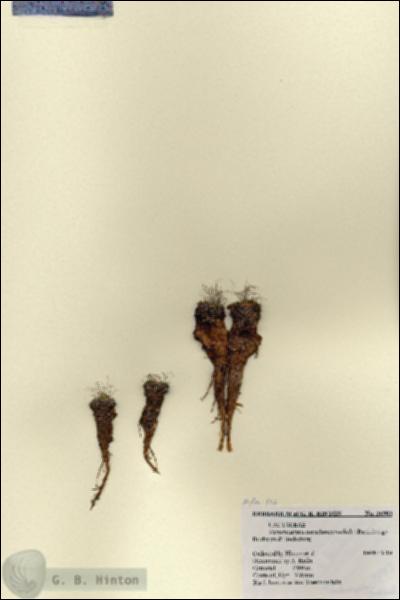 URN_catalog_HBHinton_herbarium_26903.jpg.jpg