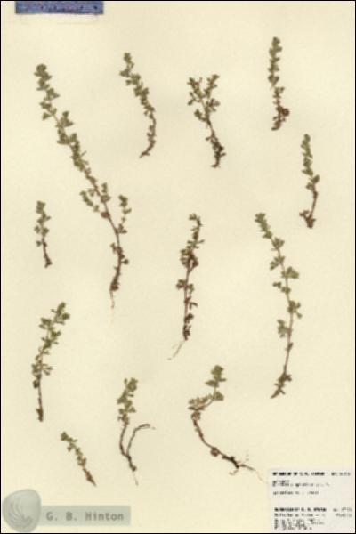 URN_catalog_HBHinton_herbarium_23273.jpg.jpg