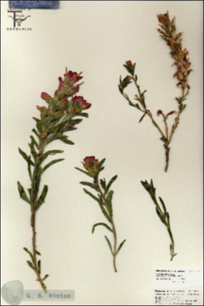 URN_catalog_HBHinton_herbarium_25772.jpg.jpg