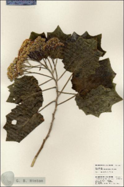 URN_catalog_HBHinton_herbarium_24011.jpg.jpg