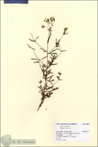 URN_catalog_HBHinton_herbarium_12902.jpg.jpg