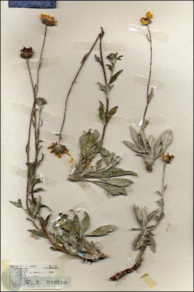 URN_catalog_HBHinton_herbarium_18727.jpg.jpg