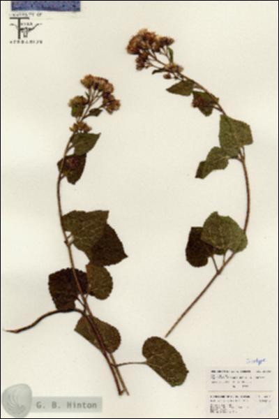 URN_catalog_HBHinton_herbarium_26304.jpg.jpg